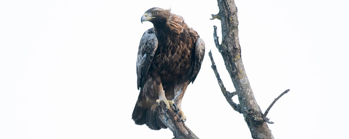 Friskens Fotogömsle — Havsörnar i Skåne