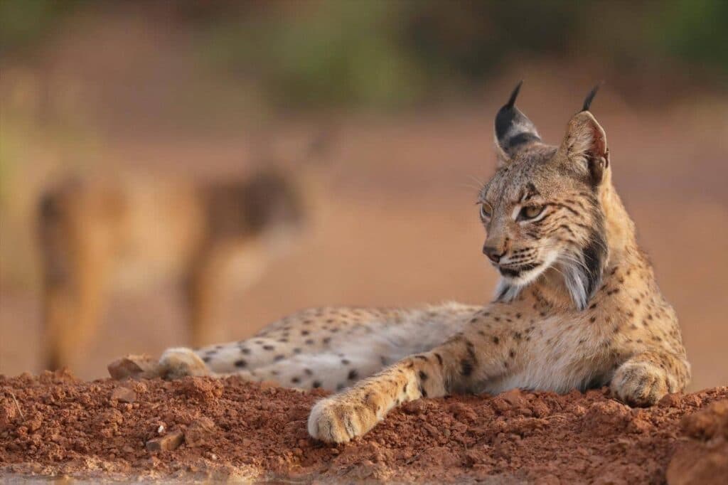 Iberisk lodjur — Sierra Morena, Spanien