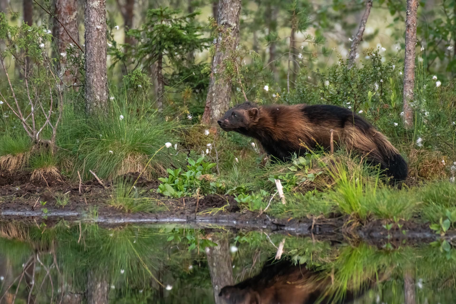 Järvgömsle i Kuusamo — Finland