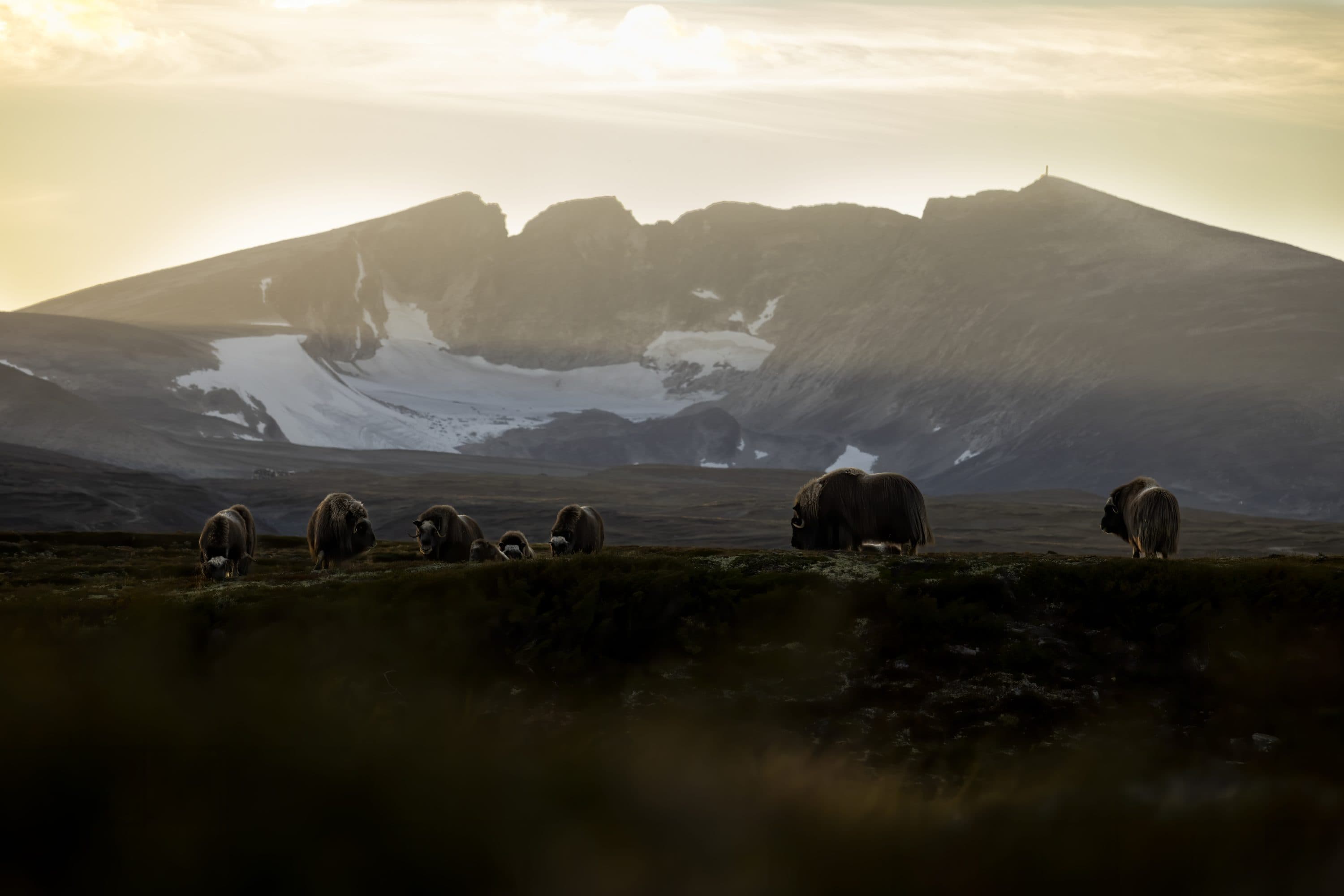 Moskusguiden — Myskoxe i Dovrefjell, Norge