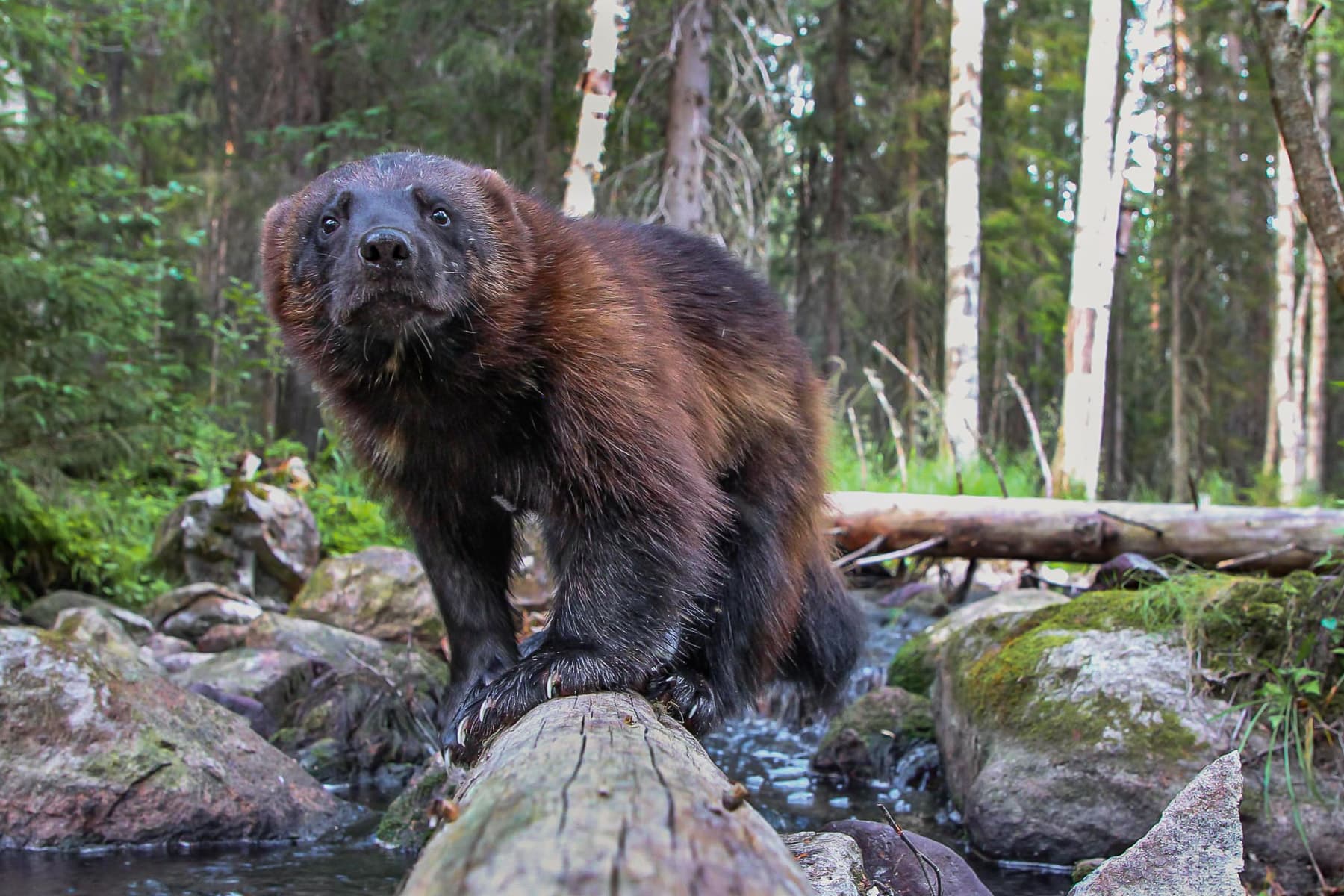 Erä-Eero — Världens bästa järvgömsle, Lieksa