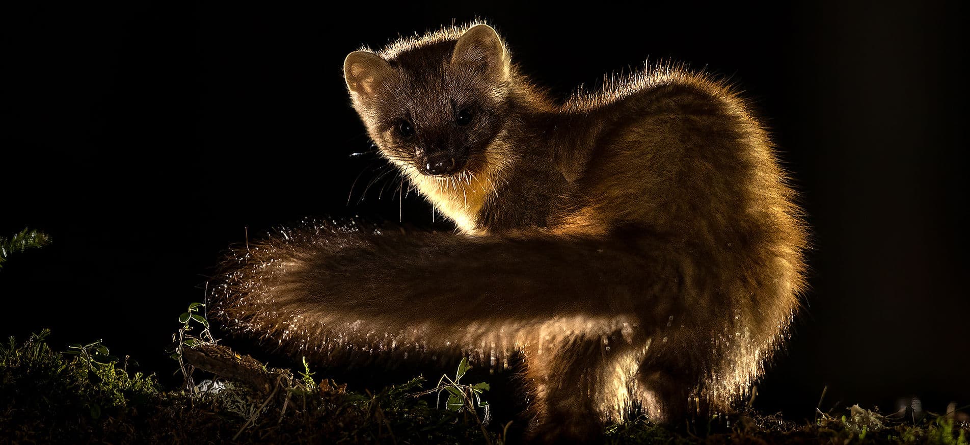 Brutus Östlings Gömsle — Skåne 4